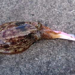 コウイカエギング