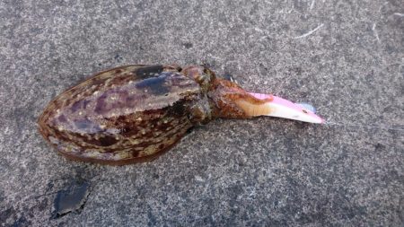 コウイカエギング