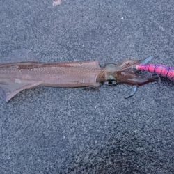 コウイカ狙いが予想外のヤリイカゲストも