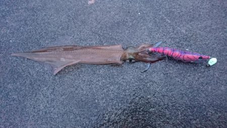 コウイカ狙いが予想外のヤリイカゲストも