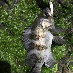 シャロー場メバルプラッキング