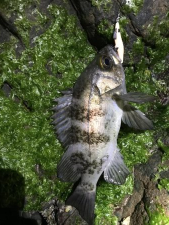 シャロー場メバルプラッキング