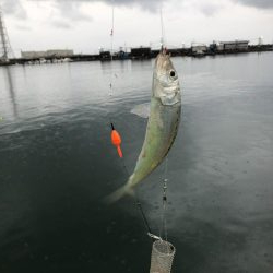 サイズが良くなってきた？？