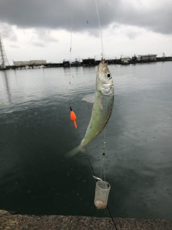 サイズが良くなってきた？？