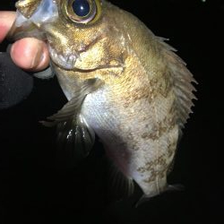 プラッキングメバル