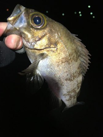 プラッキングメバル