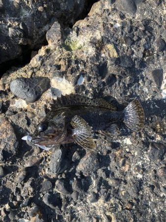 ロックフィッシュゲーム