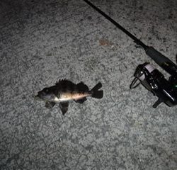 めばるプラッギング