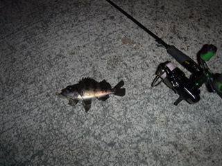 めばるプラッギング