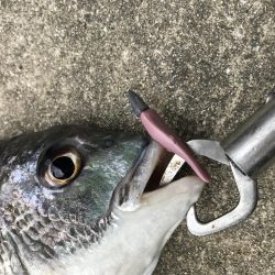 3月28日キビレゲーム