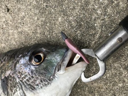 3月28日キビレゲーム