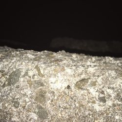 厳寒期にはガシラ