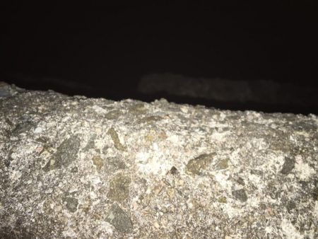 厳寒期にはガシラ