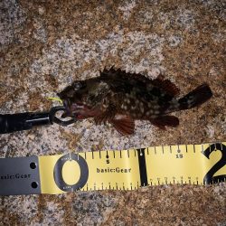 人工島で今年初メバリング！！