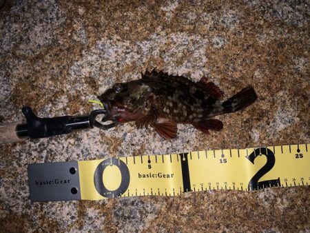 人工島で今年初メバリング！！