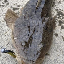 イカ狙いのはずが…