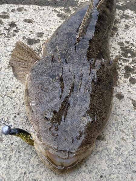 イカ狙いのはずが...