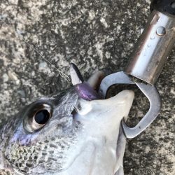 3月24日キビレゲーム