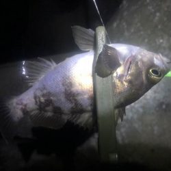 下の方で、なんとか小さいのゲット