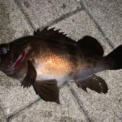 メバル　ツ抜け