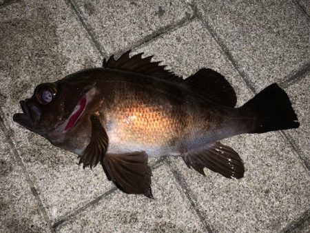 メバル　ツ抜け