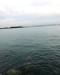 真昼間の陸からでも釣れました。