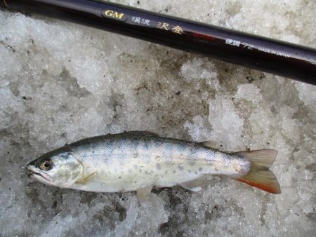 渓流釣り解禁後の初釣行
