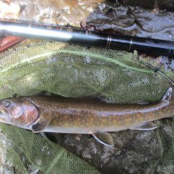 今年初の尺岩魚が釣れました