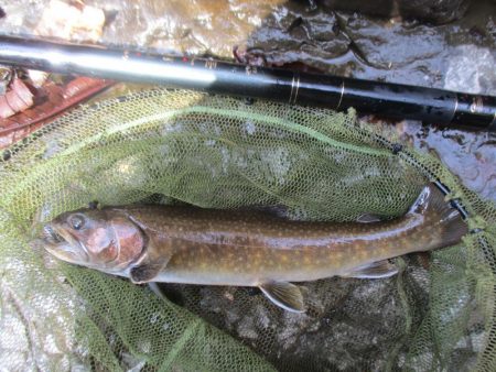 今年初の尺岩魚が釣れました