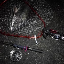 南港へち釣行 (2020/03/01 南港ヘチ釣り 真チヌ(48cm)ガシラ(21cm) 釣果有り)