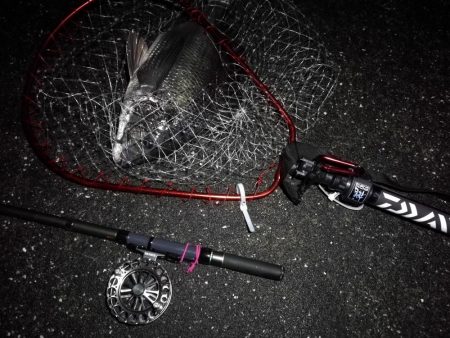 南港へち釣行 (2020/03/01 南港ヘチ釣り 真チヌ(48cm)ガシラ(21cm) 釣果有り)