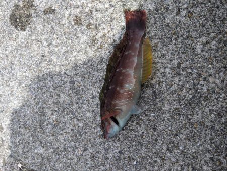 初めての小島漁港　快晴