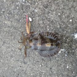 小雨でシャクりたく御座候(笑)