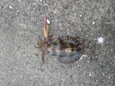 小雨でシャクりたく御座候(笑)