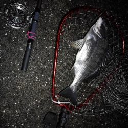 南港へち釣行 (2020/03/02 南港ヘチ釣り 真チヌ(43.5cm)ガシラ 釣果有り)