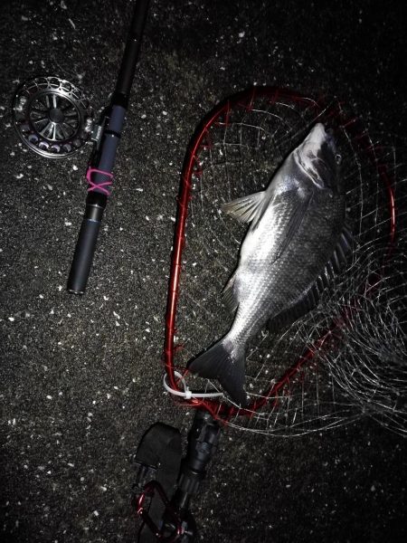 南港へち釣行 (2020/03/02 南港ヘチ釣り 真チヌ(43.5cm)ガシラ 釣果有り)