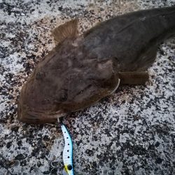 メタルマルでマゴチ