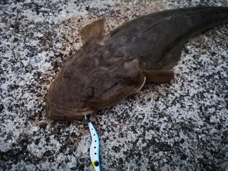 メタルマルでマゴチ