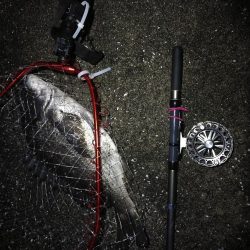 南港へち釣行 （2020/03/08 南港ヘチ釣り　真チヌ（46.5cm）ガシラ 釣果有り）