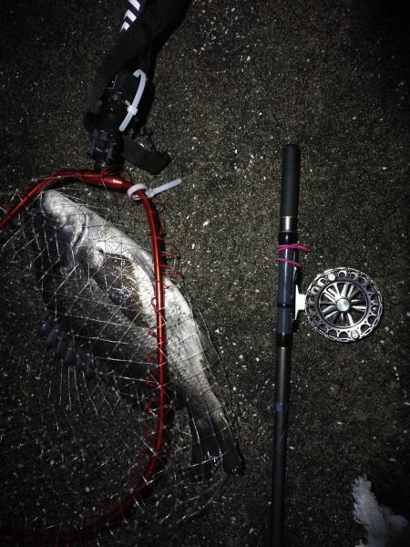 南港へち釣行 （2020/03/08 南港ヘチ釣り　真チヌ（46.5cm）ガシラ 釣果有り）