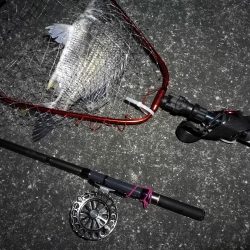 南港へち釣行 （2020/03/07 南港ヘチ釣り　キビレチヌ（44cm）ガシラ 釣果有り）