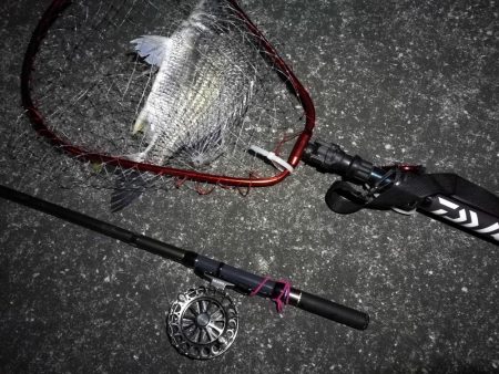 南港へち釣行 （2020/03/07 南港ヘチ釣り　キビレチヌ（44cm）ガシラ 釣果有り）