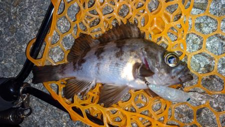 プラグでメバル