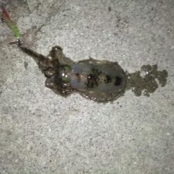 高プレッシャーでの一杯