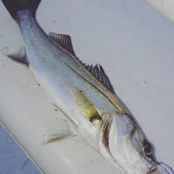 南港メバリング