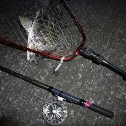 南港へち釣行 （2020/03/13 南港ヘチ釣り　キビレチヌ（45.5cm）真チヌ（30.5cm） 釣果有り）