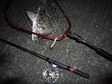 南港へち釣行 （2020/03/13 南港ヘチ釣り　キビレチヌ（45.5cm）真チヌ（30.5cm） 釣果有り）