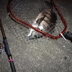 南港へち釣行 (2020/03/14 南港ヘチ釣り 真チヌ(43cm)タケノコメバル、ガシラ 釣果有り)