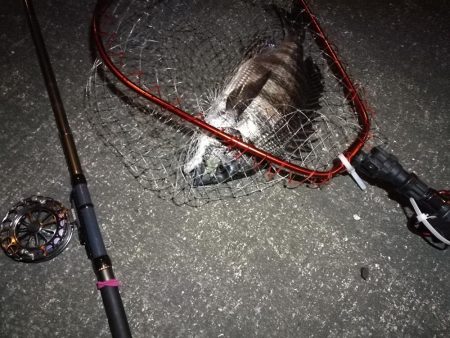 南港へち釣行 (2020/03/14 南港ヘチ釣り 真チヌ(43cm)タケノコメバル、ガシラ 釣果有り)