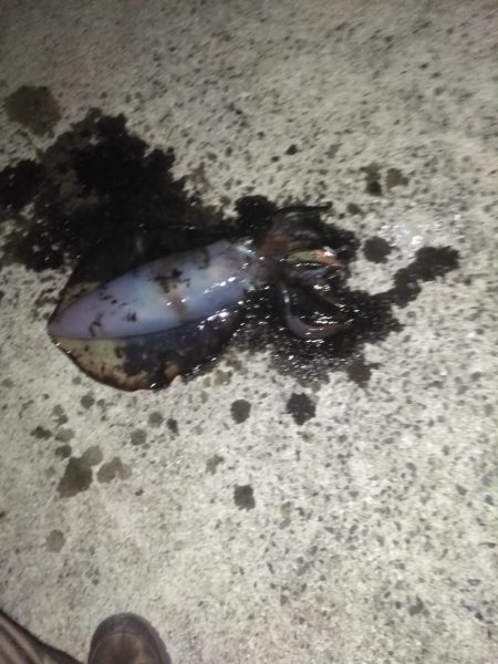 初春のキロアップ